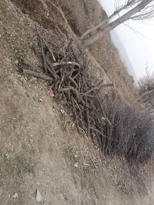 O'tin sotiladi arzon narxda