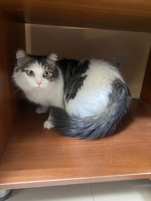 Отдаем кота