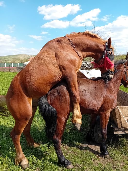 Schimb sau vând iapa de 12 ani cuminte preț  4800 lei