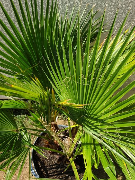 Vand palmier Washingtonia