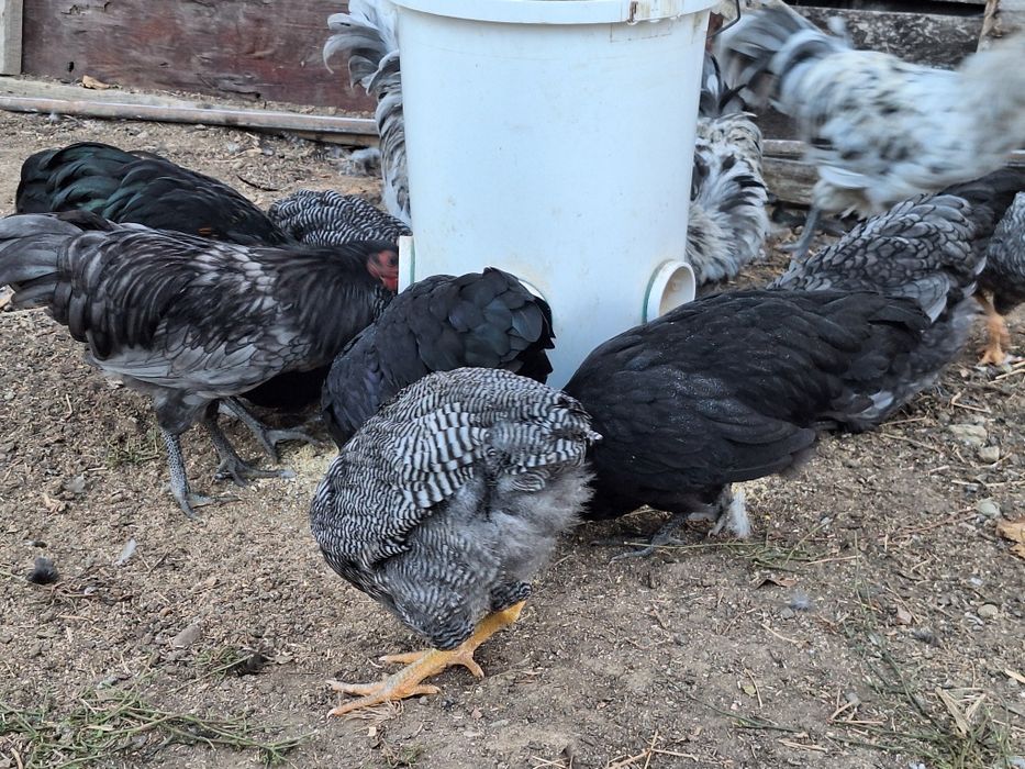 Cocoșei și puicuțe Australorp