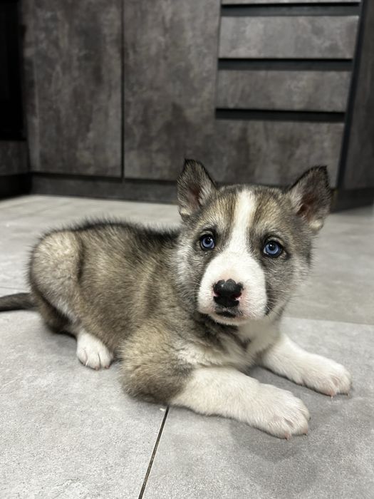 Хаски,2 месяца,голубоглазый