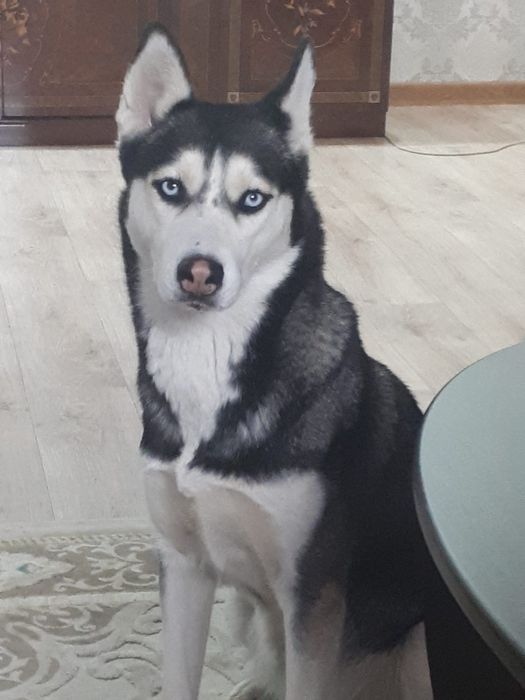 Продается щенок  Сибирской Хаски