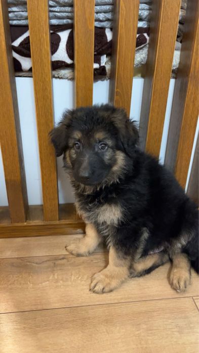 Donez pui ciobanesc german