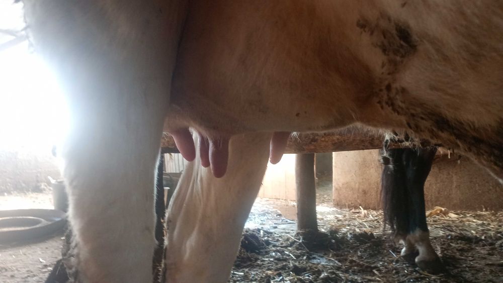 Vând doua vaci bune de lapte