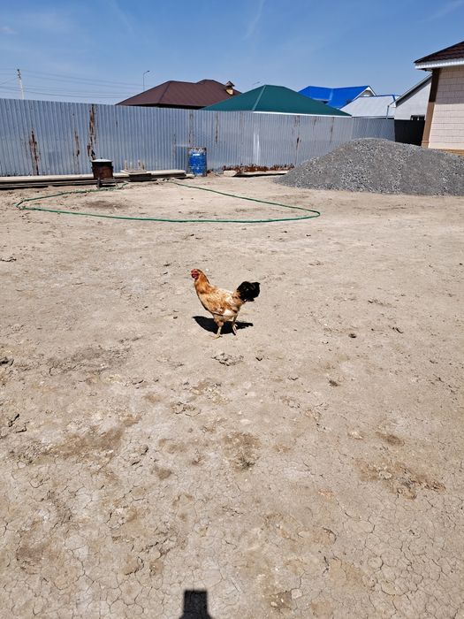 Петух бойцовский