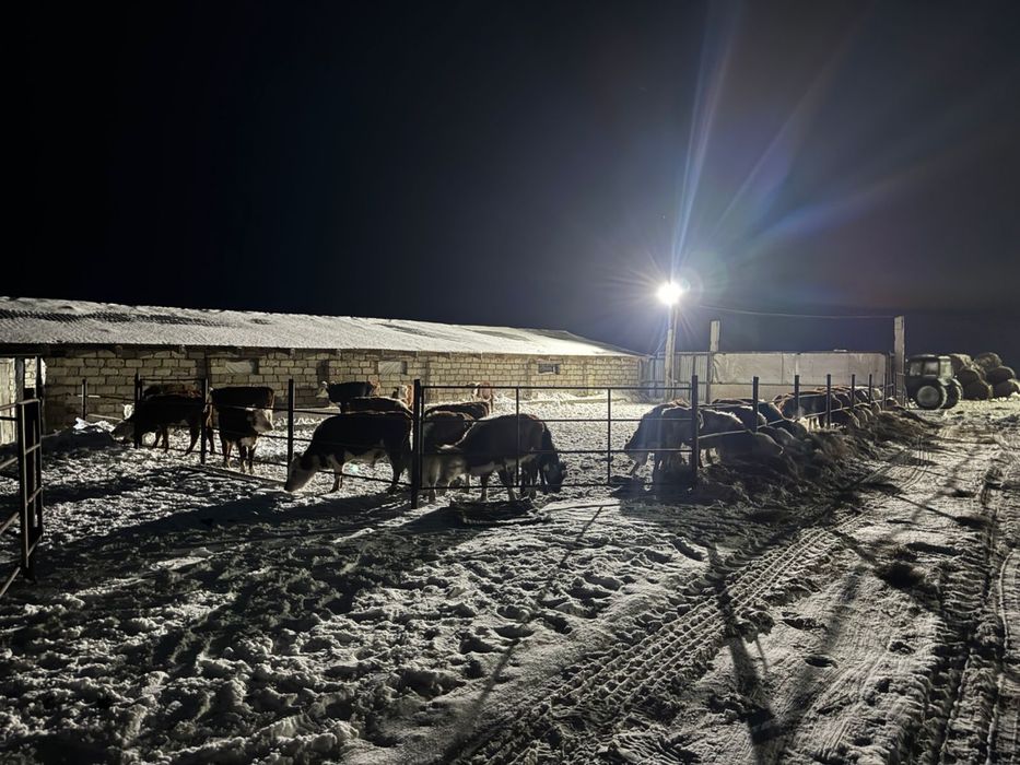 Продам КХ от города 80 км езды. Есть торг