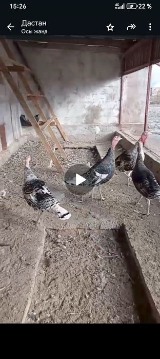 Индюк 4штук продаю