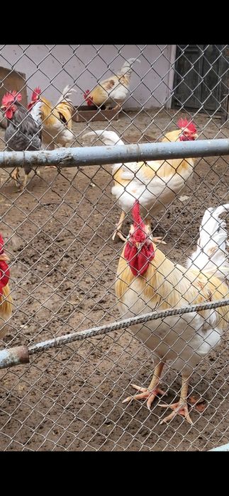 Домашние петухи куры