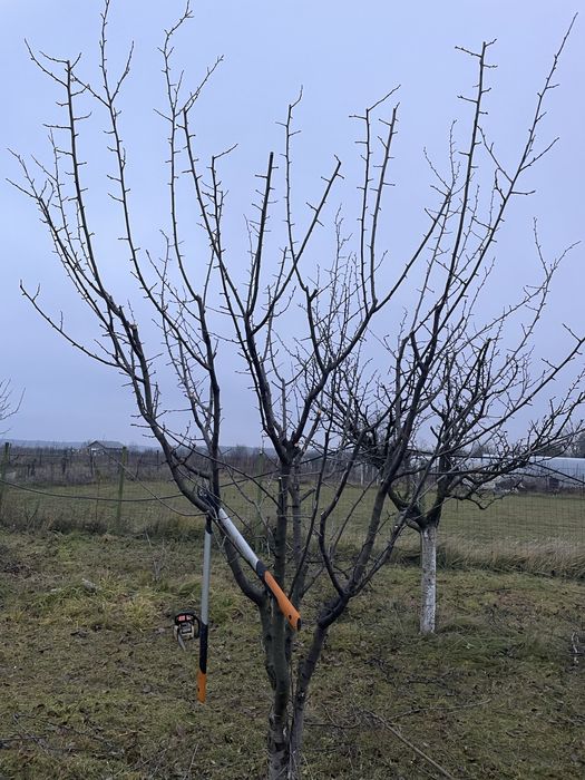 Cosmetizari pomi fructiferi si plante ornamentale