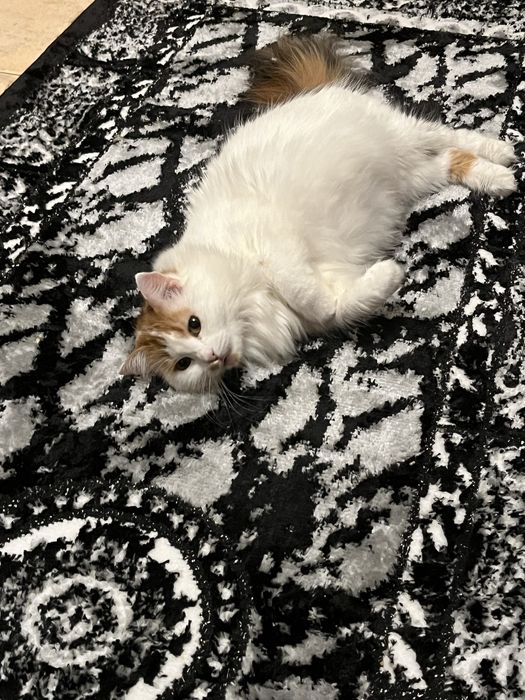 Търся си семейство