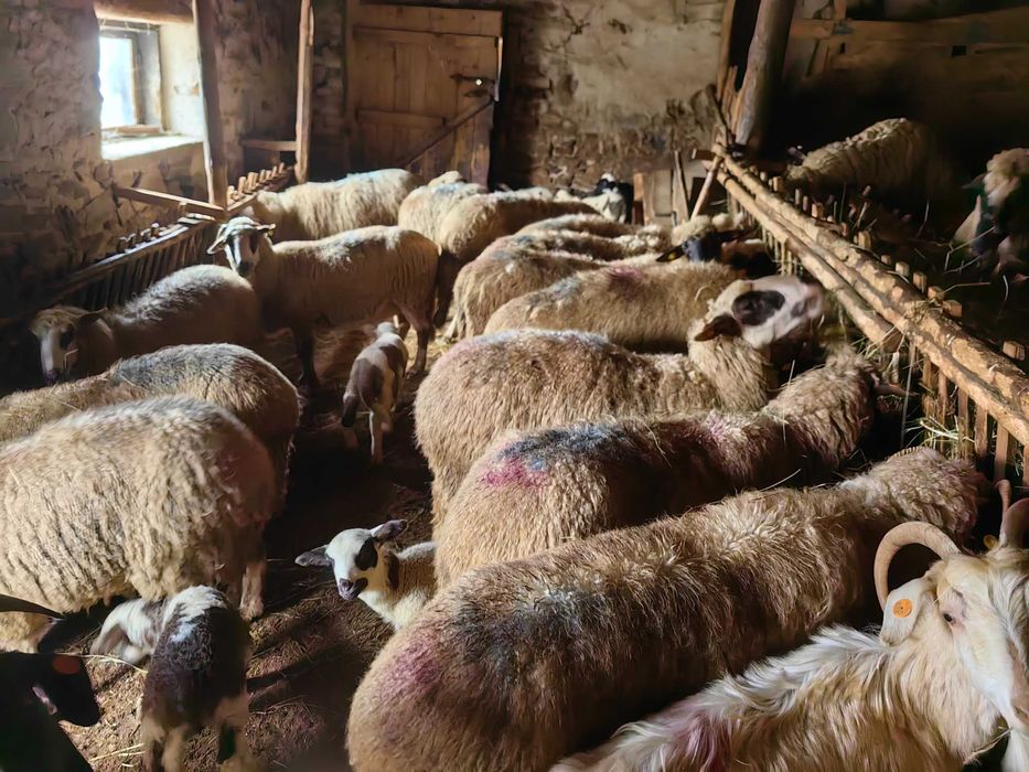 Продавам добре гледани овце и кози