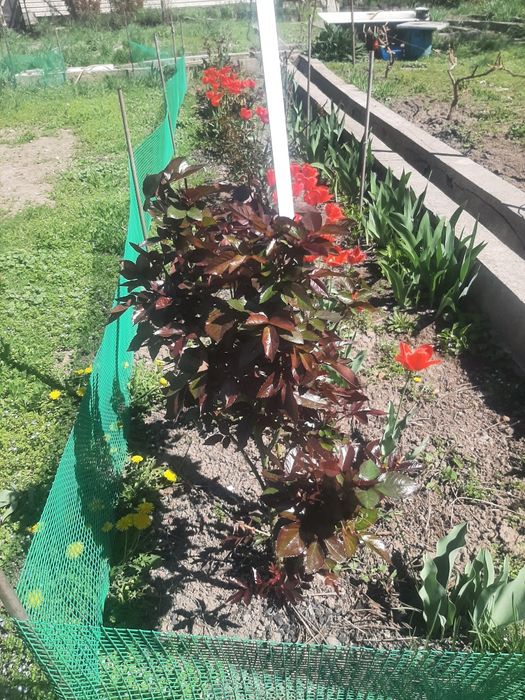 Смородина куст(4)  продам