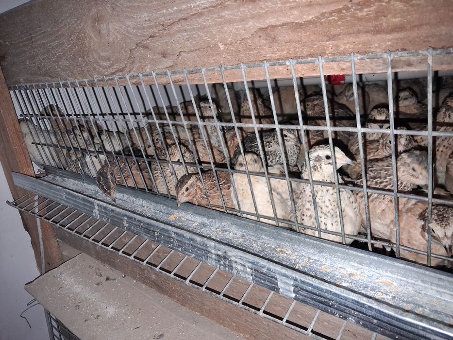 Перепелка от цеплять до несушки есть