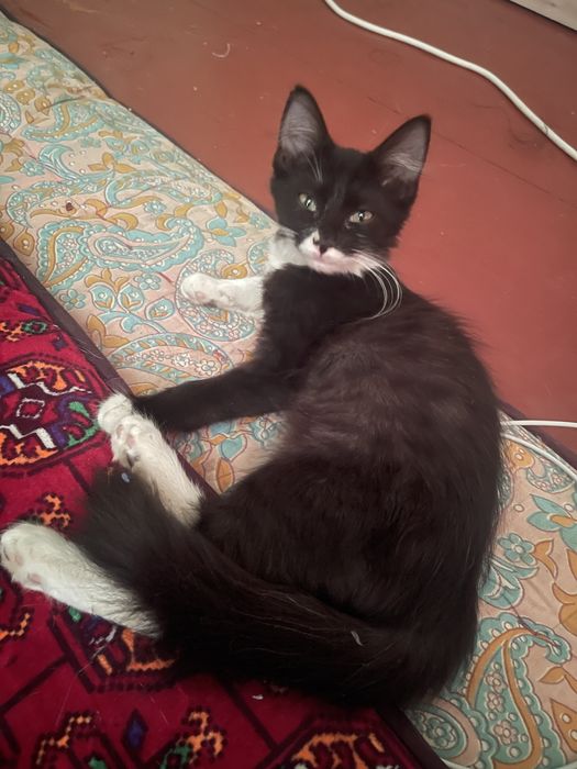 Отдам в хорошие руки