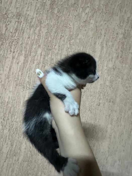 Котенок породистый