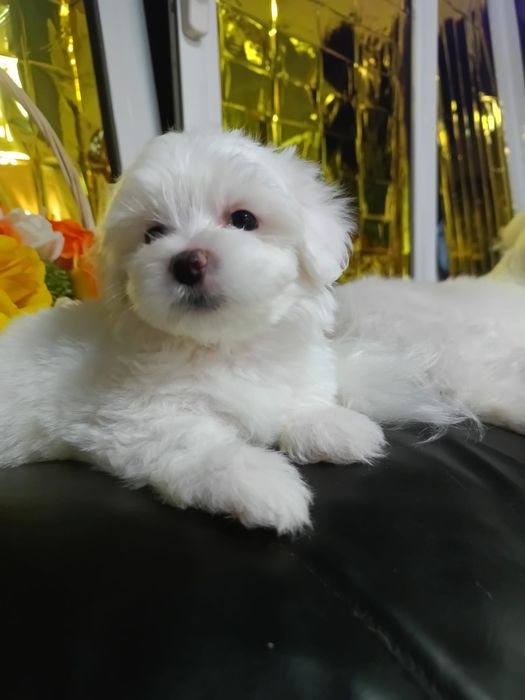 Bichon Maltez mini Toy
