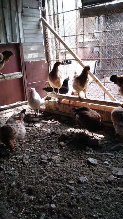 Курицы молодые и красивые