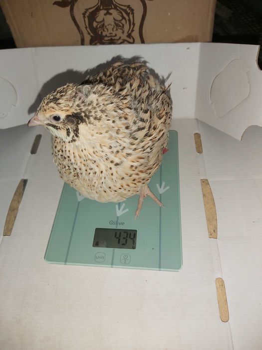 Pui prepelita si prepelițe outoare Jumbo Gold, Polara, Japoneza,Tuxedo