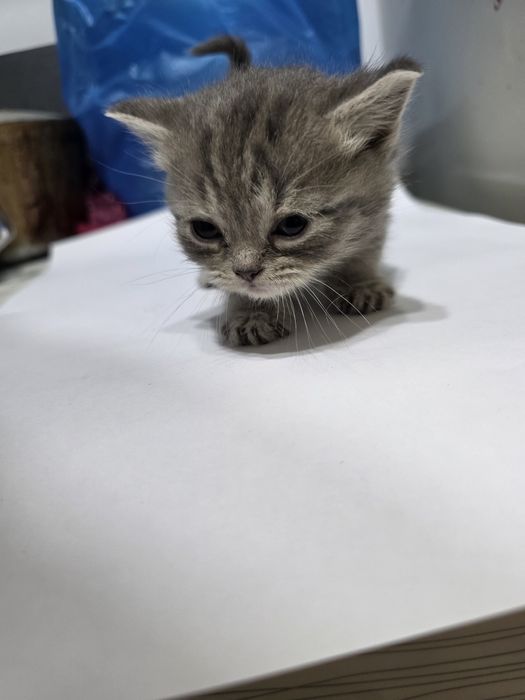 Котята Scottish Fold + British Chinchilla