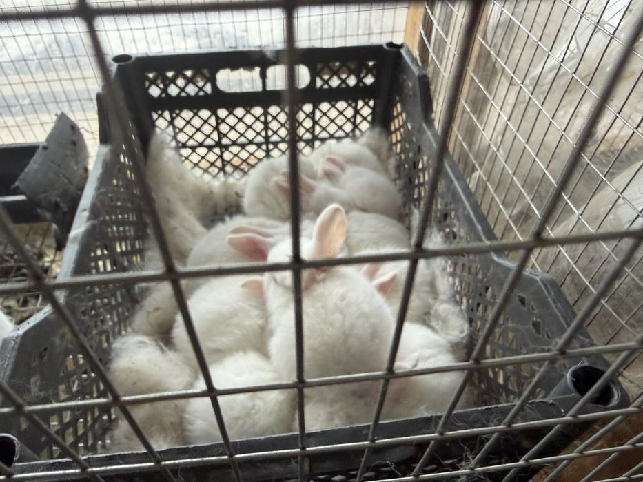 Куён quyon hikol