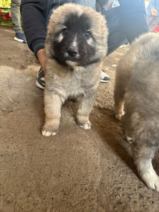 Продажа щенка Кавказкой овчарки