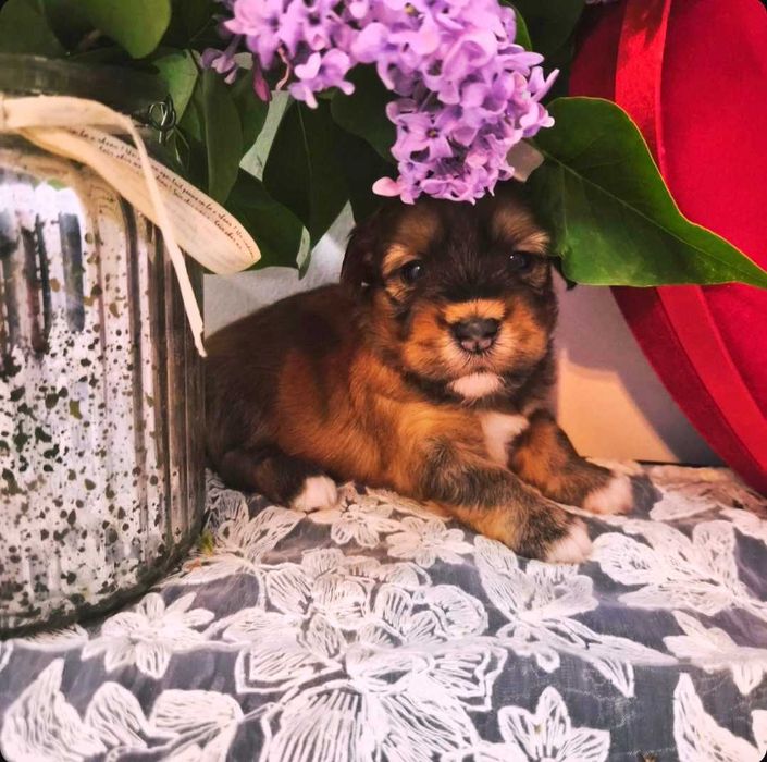 Bichon havanez cu pedigree, canisa autorizata ACHR si FCI
