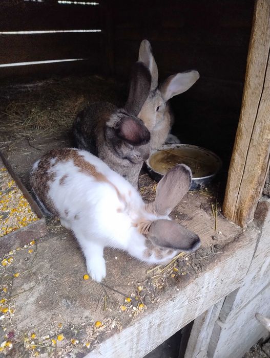 Vând iepuri de casa