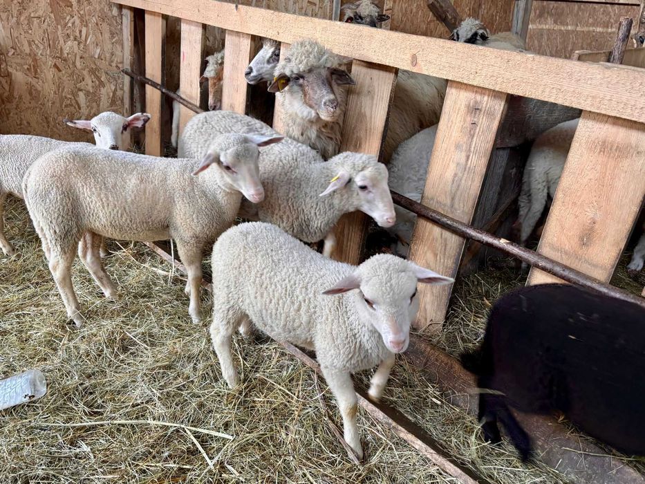 Vând miei rasa Lacaune