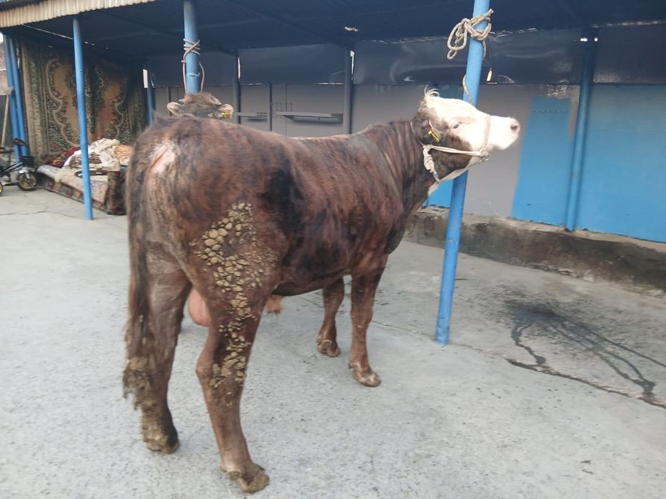 Продам двух породистых быков!