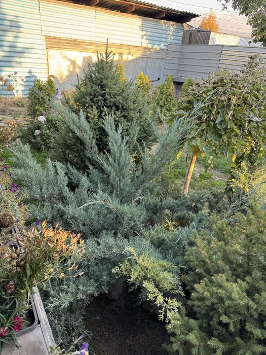 Продам можжевельник