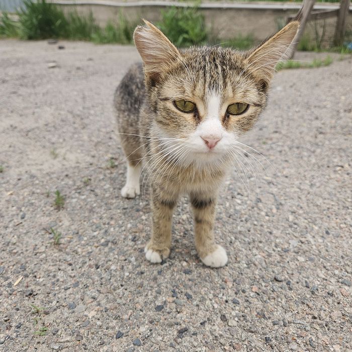 Кошечка в добрые руки