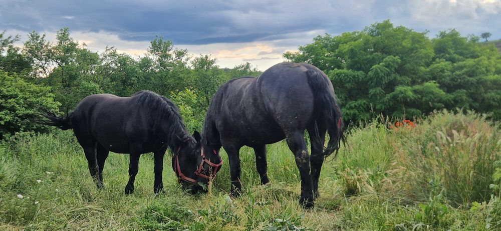 Vând 2 manze una are 3 si una 4 anivând 2 manze foarte frumoase una de 3 ani gestanta de 3 luni si cealaltă are 4 ani amândouă au pașapoarte