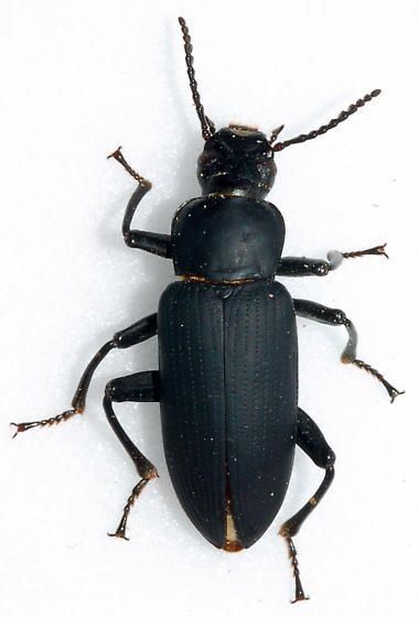 Живой корм зофобос.