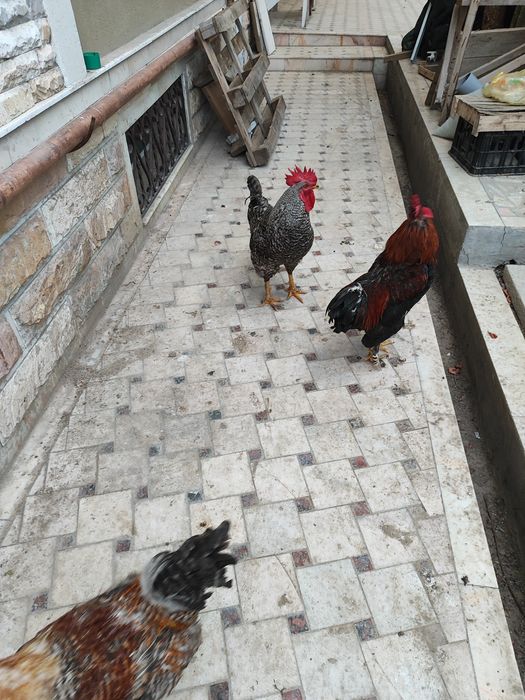 Петухи домашние (хурозлар)