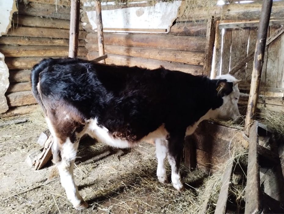 Vitea cu varsta de 1 an