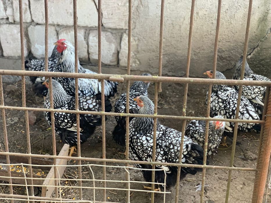 Vand porumbei, iepuri si gaini