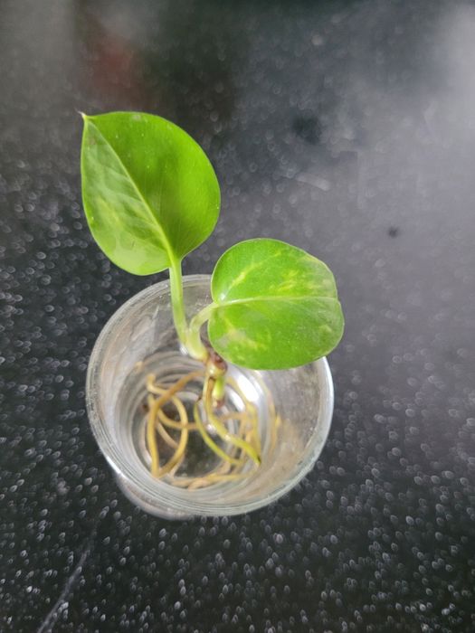 Продам комнатные цветы отростки