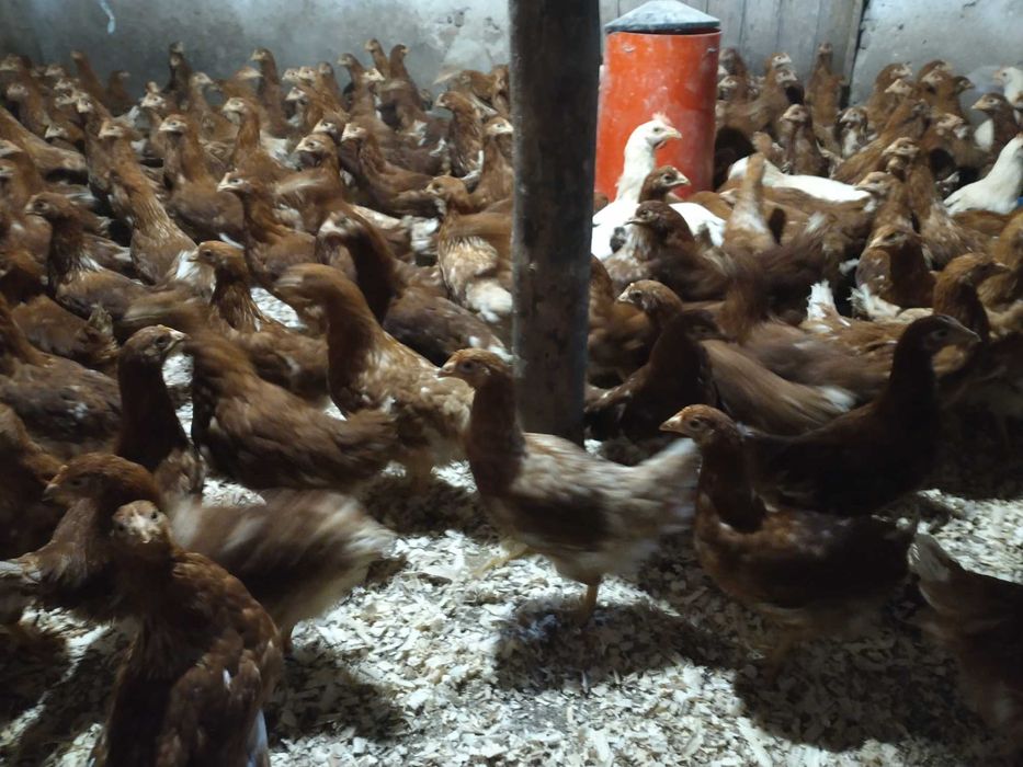 кокошки, ярки и пилета