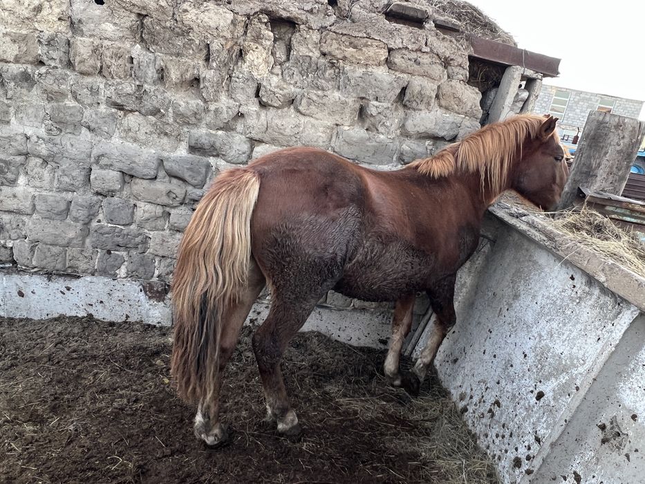 Продается донен