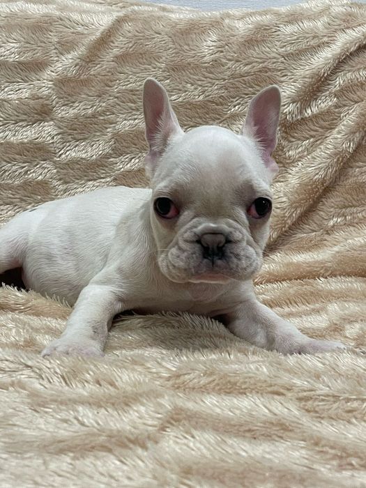 Цветные французы