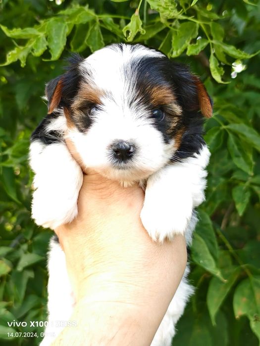 Бивер-йорк, бивер йорк