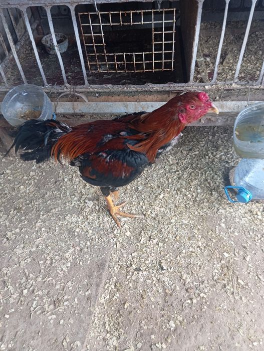 Бойцовские петухи Дакан