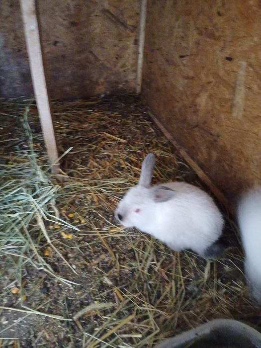 Iepuri californieni