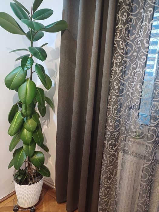 Flori naturale.Ficus