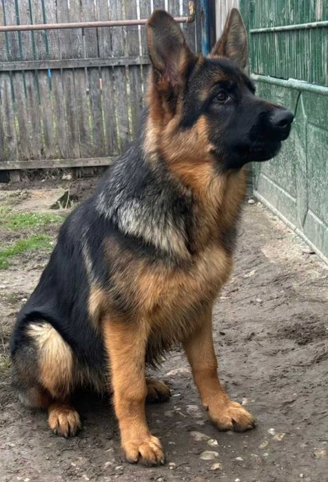 Pui Ciobanesc German Cu Pedigree