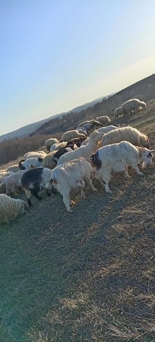 Vând oi cu miei și capre cu iezi!