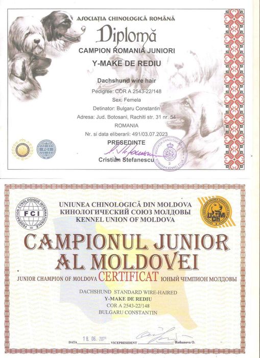 Pui Teckel Standard par Sarmos ( Dachshund Standard Rauhhaar )