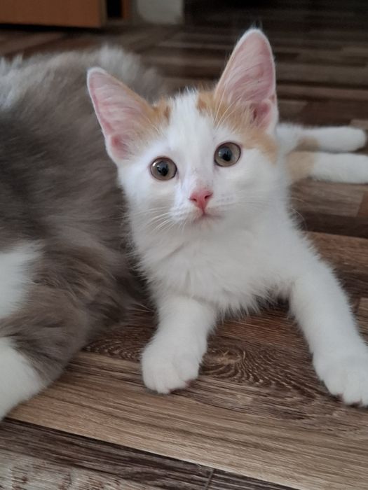 Дарю 3 чудных котят