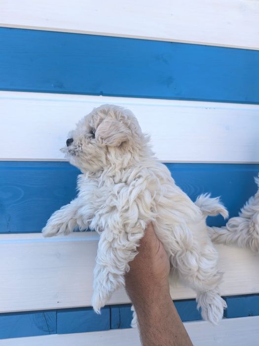 Fetiță bichon maltez mini toy deosebita